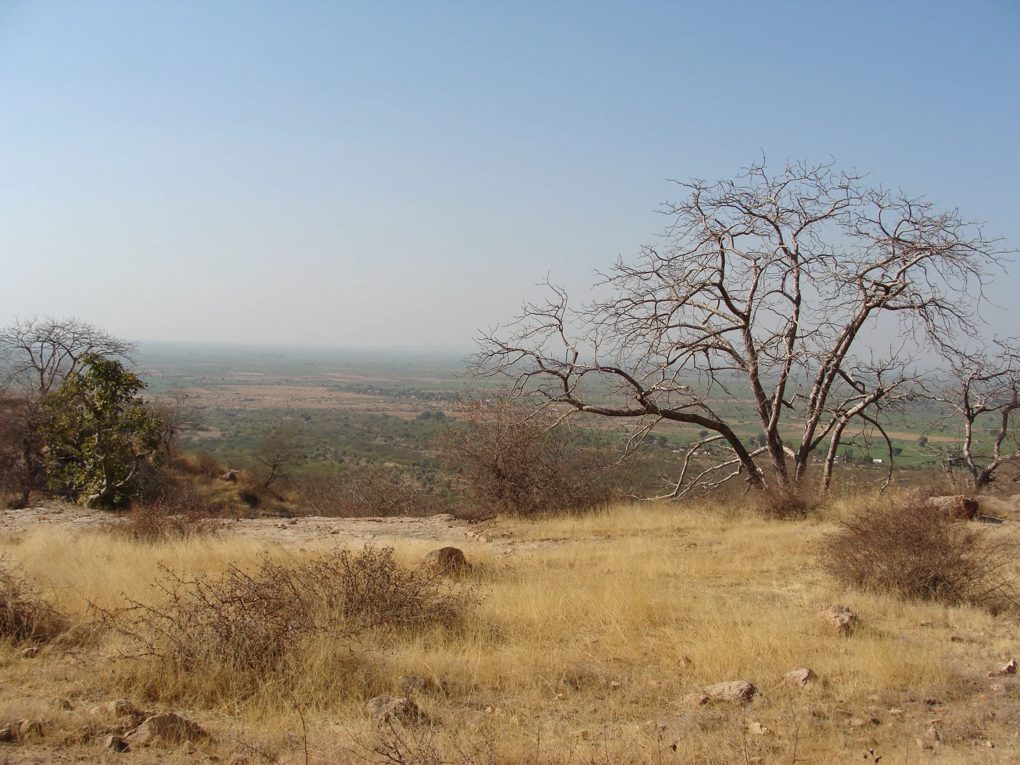 Flora in Ranthambhore